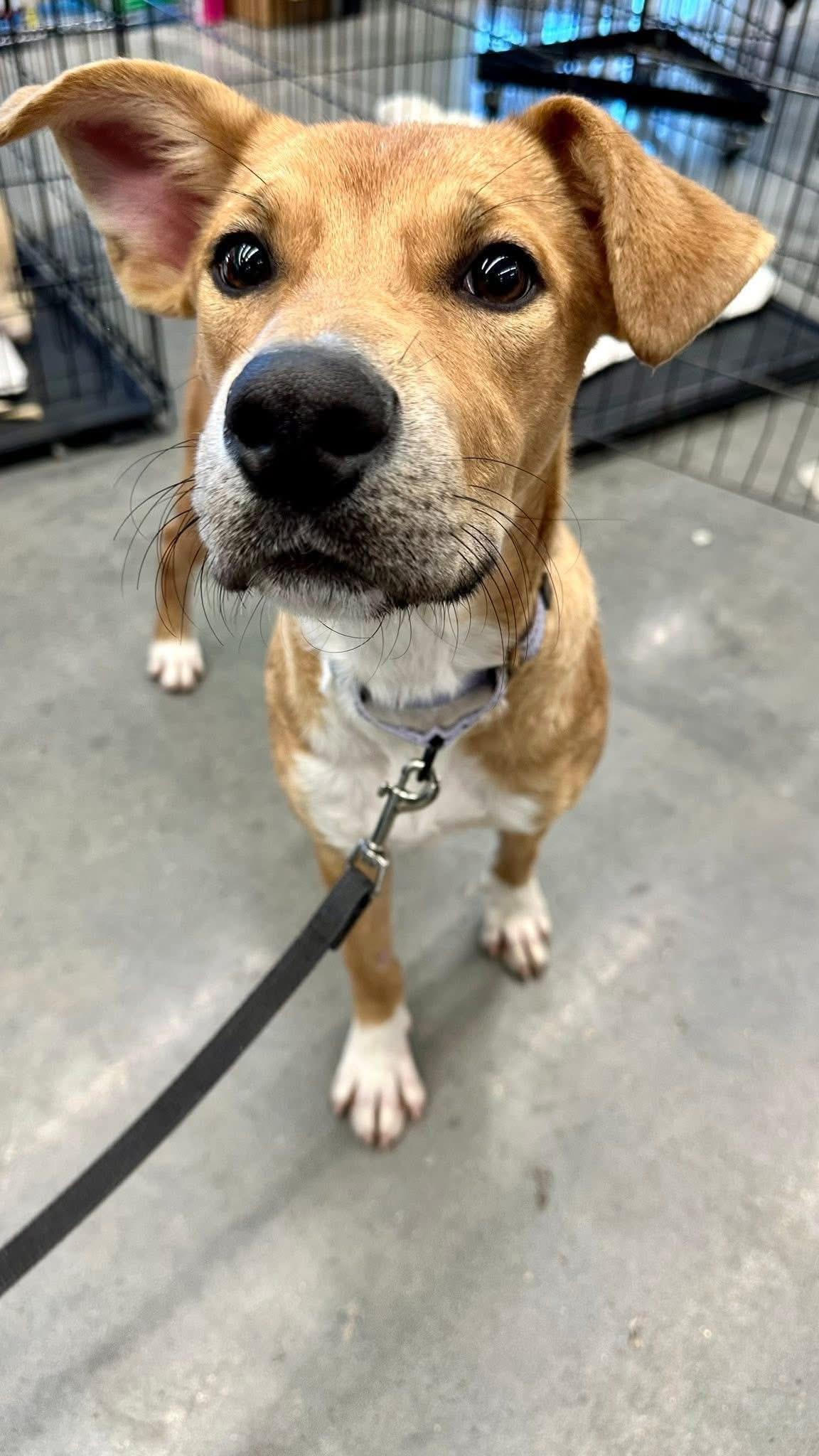 Rose, a ADOPTABLE Mixed Breed in Randolph Center, VT image 4/6