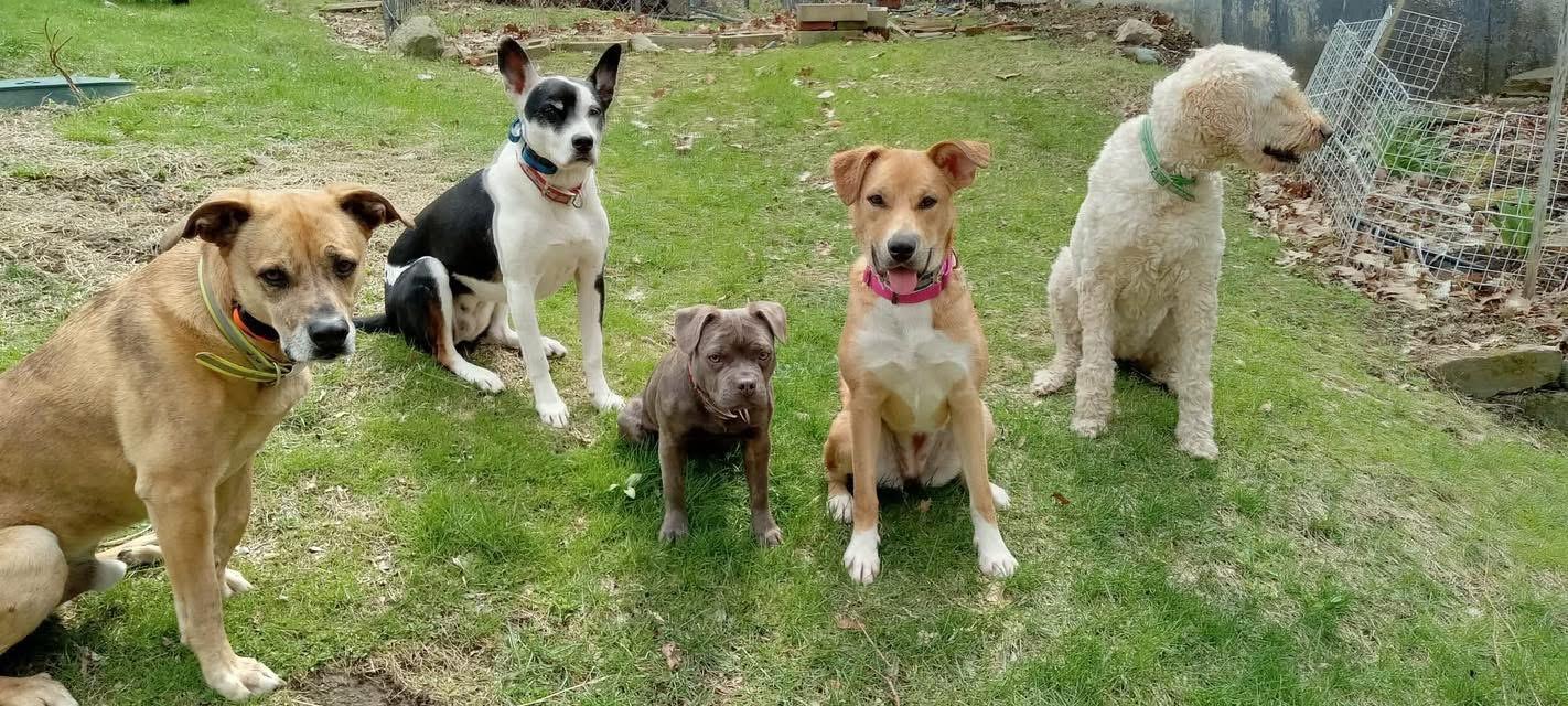 Rose, a ADOPTABLE Mixed Breed in Randolph Center, VT image 6/6