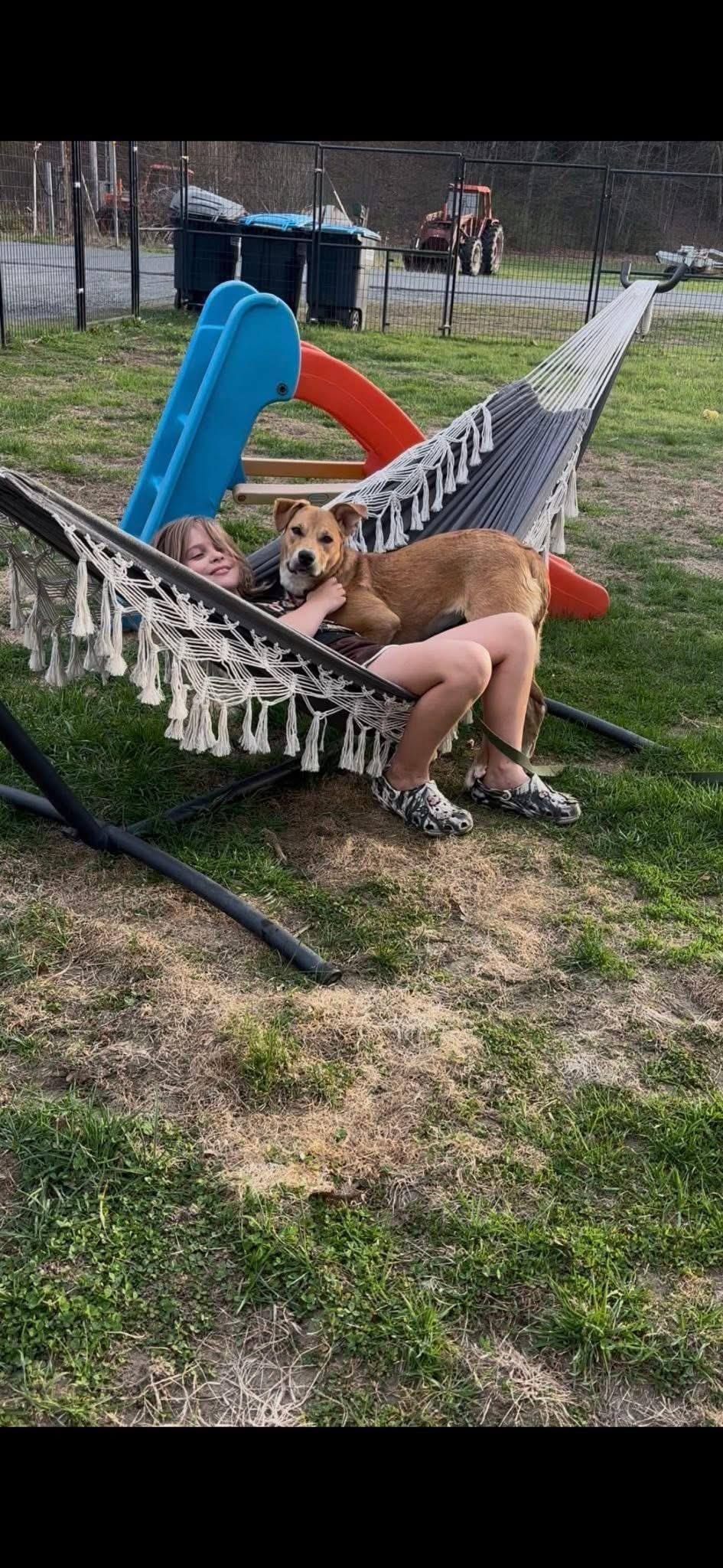 Rose, a ADOPTABLE Mixed Breed in Randolph Center, VT image 5/6