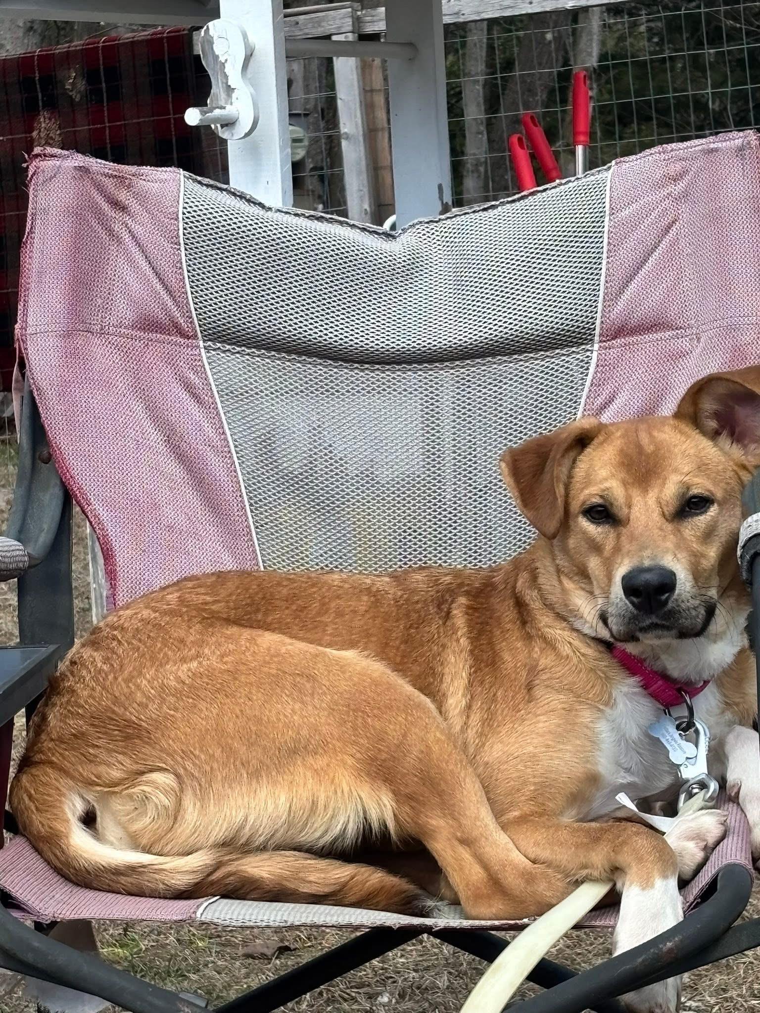 Rose, a ADOPTABLE Mixed Breed in Randolph Center, VT image 3/6