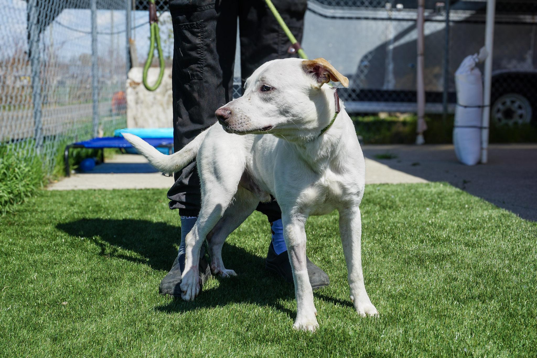 Bowie, Adopted, Young Male Mixed Breed.