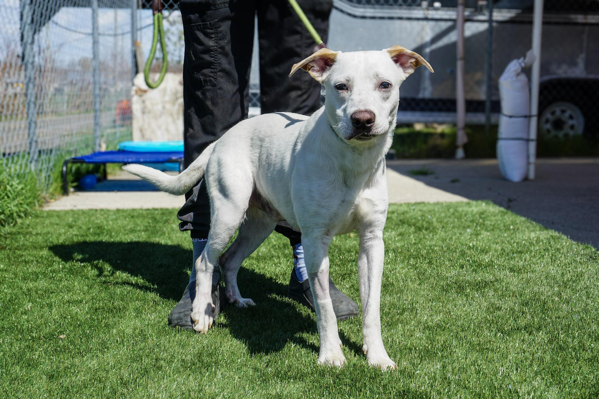 Enlarge Bowie, a Adopted mixed breed in Elmira, NY image 2/2