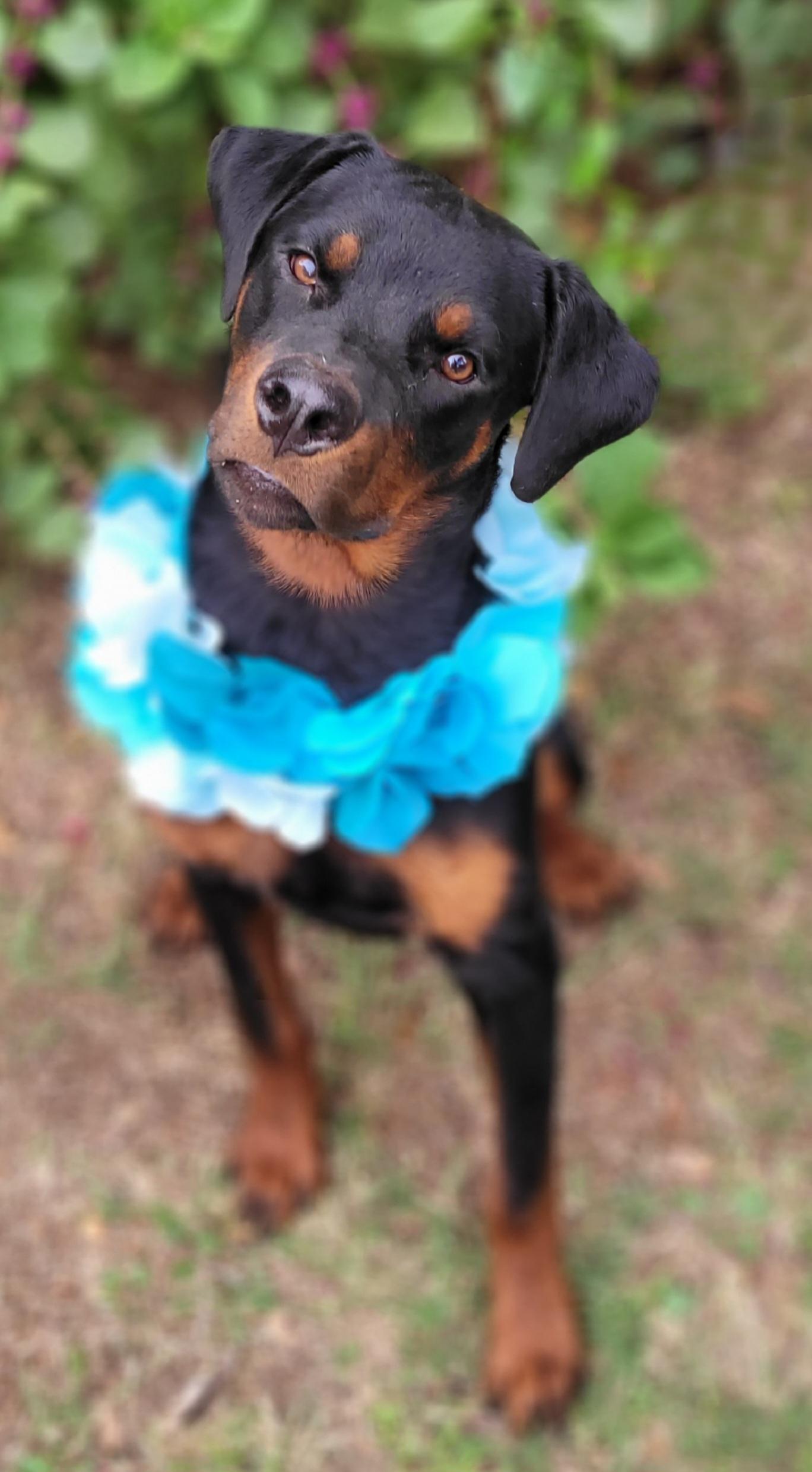 Enlarge Gary, a Adoptable Rottweiler in Vernon, TX image 2/4