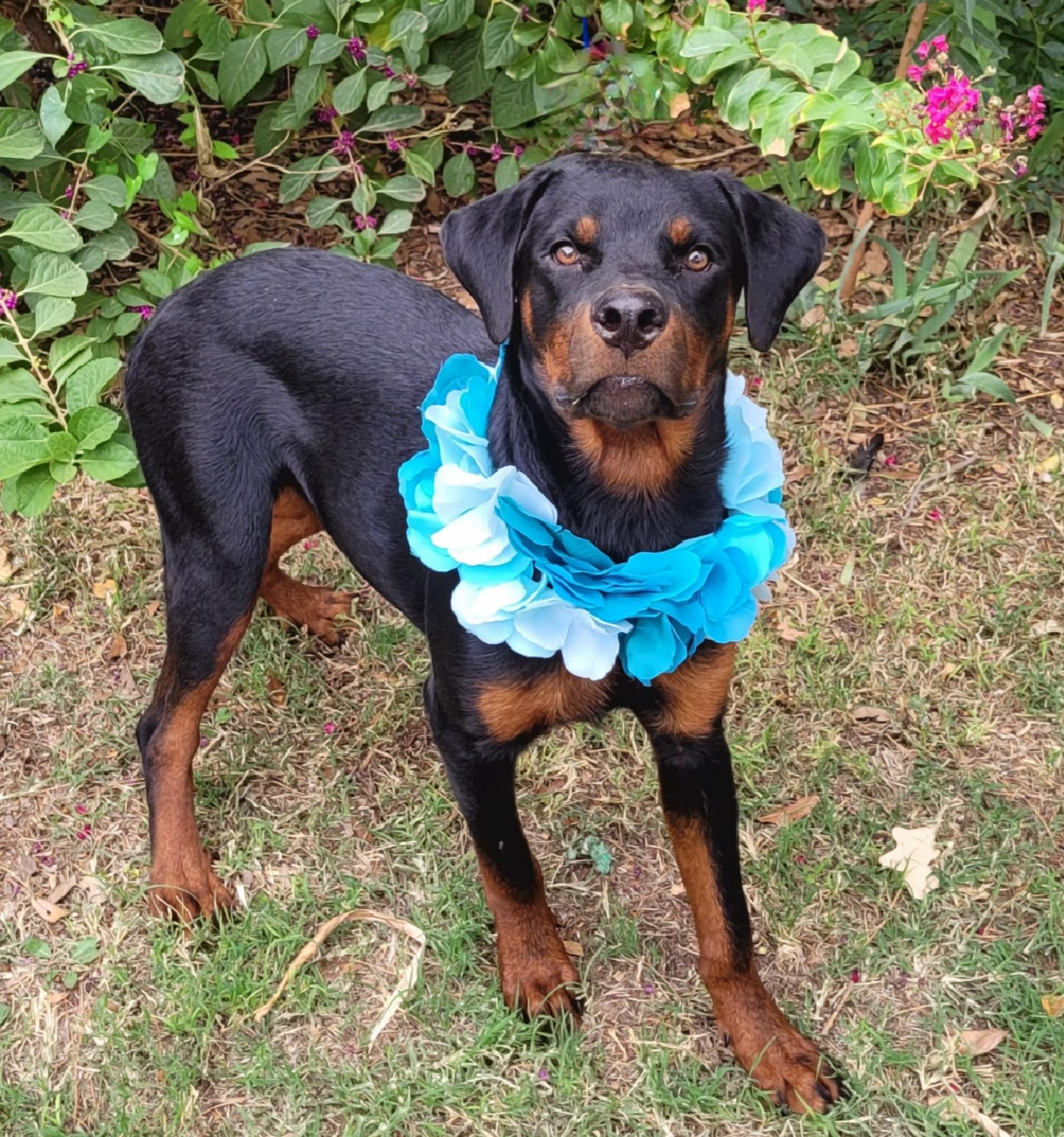 Enlarge Gary, a Adoptable Rottweiler in Vernon, TX image 3/4