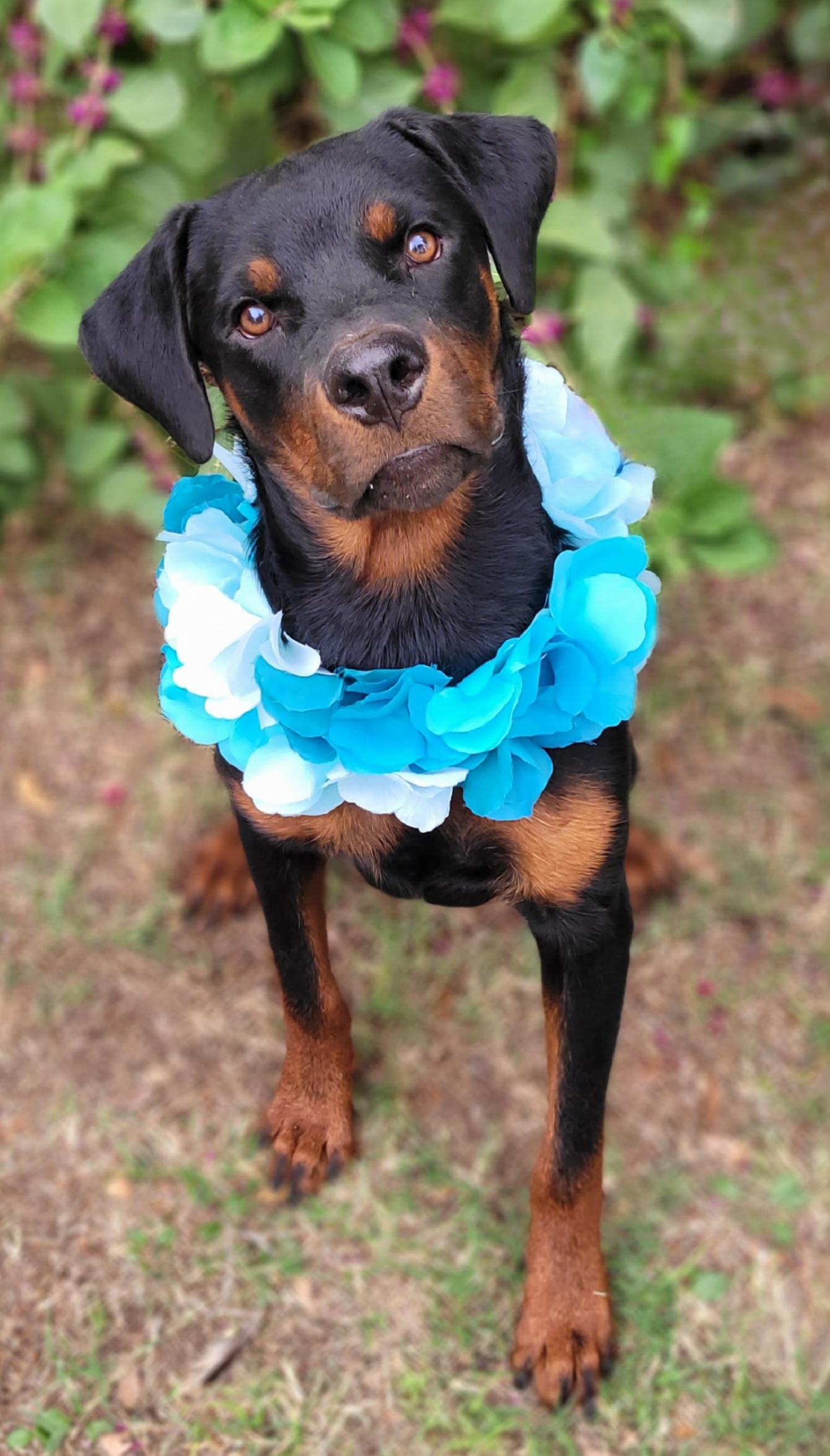Enlarge Gary, a Adoptable Rottweiler in Vernon, TX image 1/4