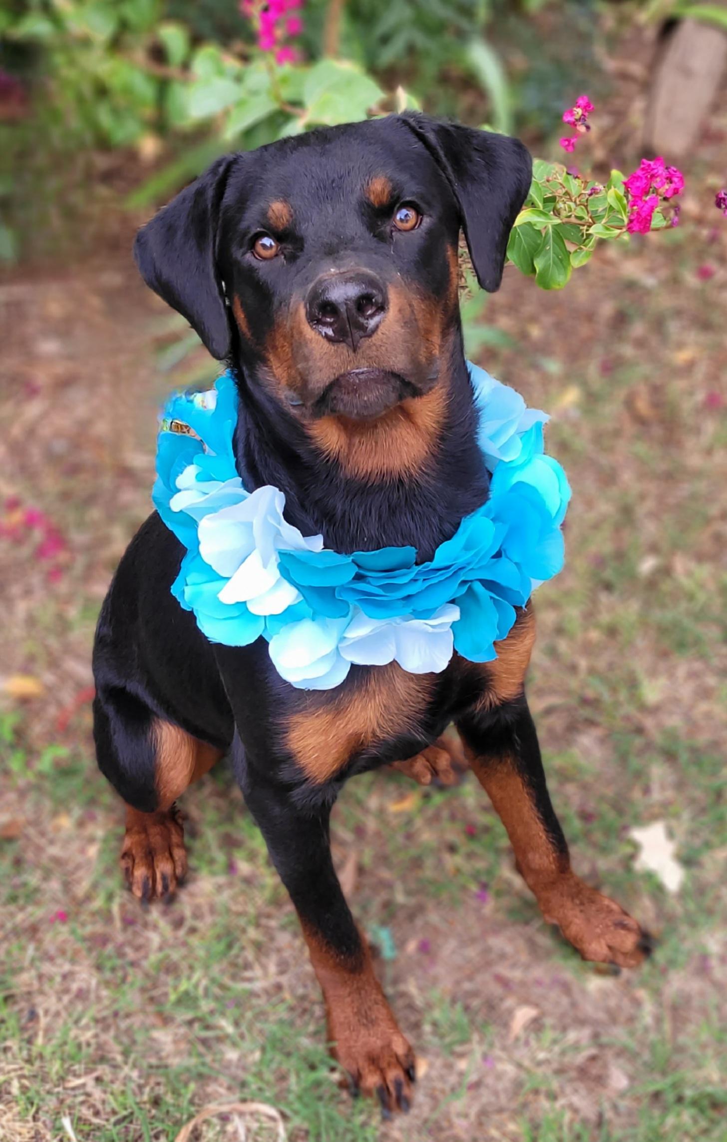 Enlarge Gary, a Adoptable Rottweiler in Vernon, TX image 4/4