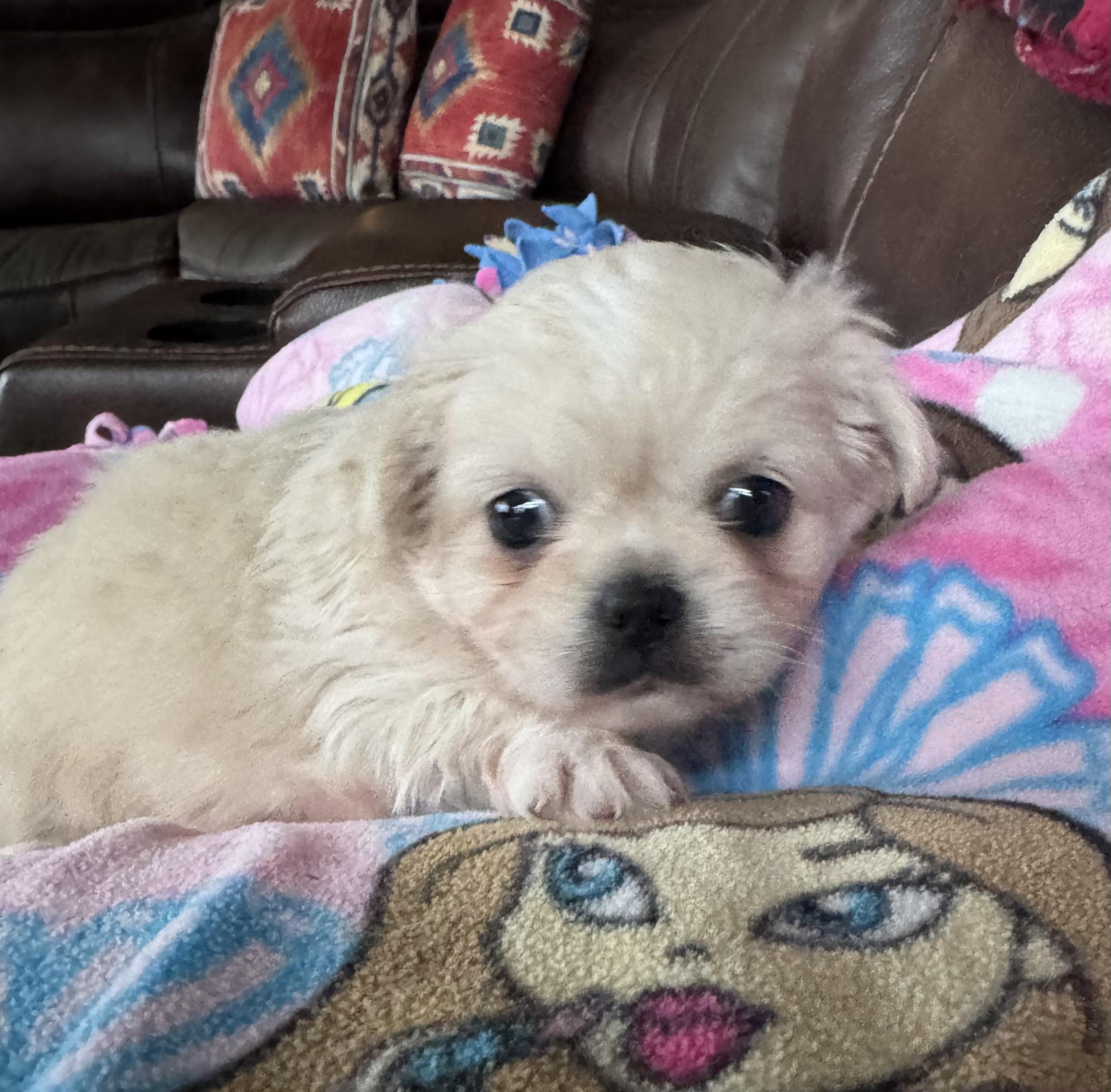 Tilly, ADOPTABLE, Puppy Female Pekingese & Chihuahua.