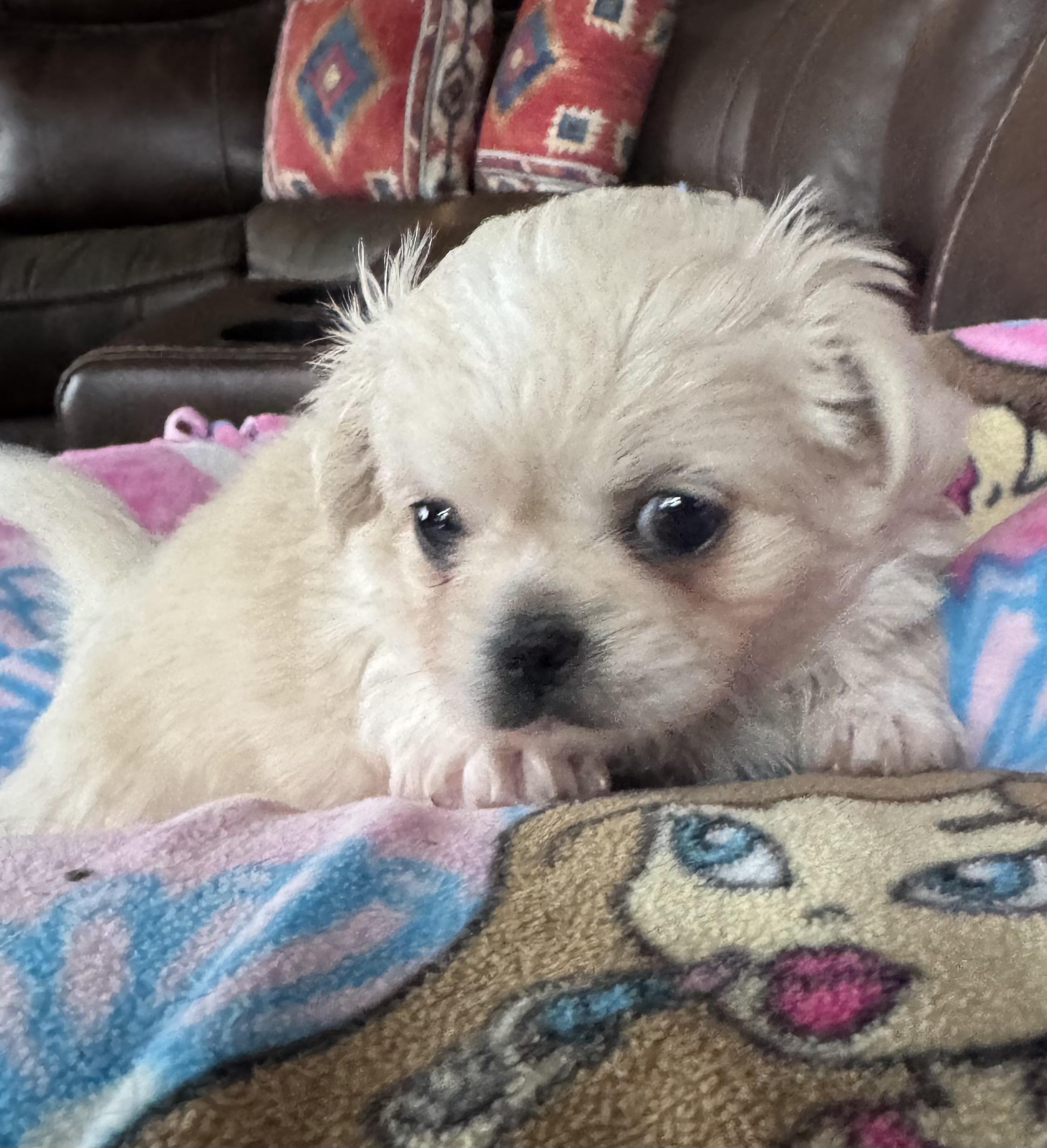 Enlarge Tilly, a ADOPTABLE mixed breed in Glenwood City, WI image 3/4