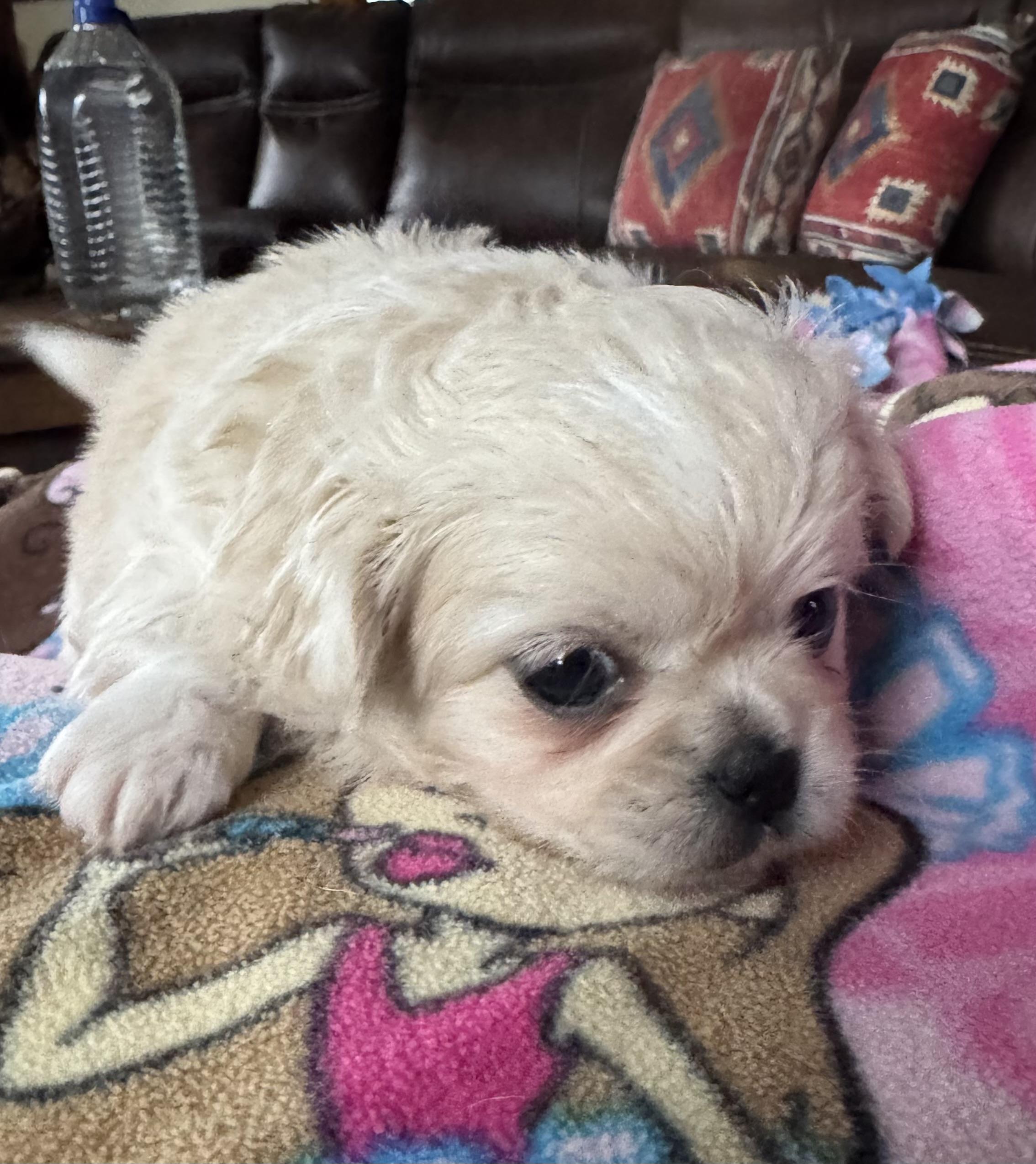 Enlarge Tilly, a ADOPTABLE mixed breed in Glenwood City, WI image 2/4