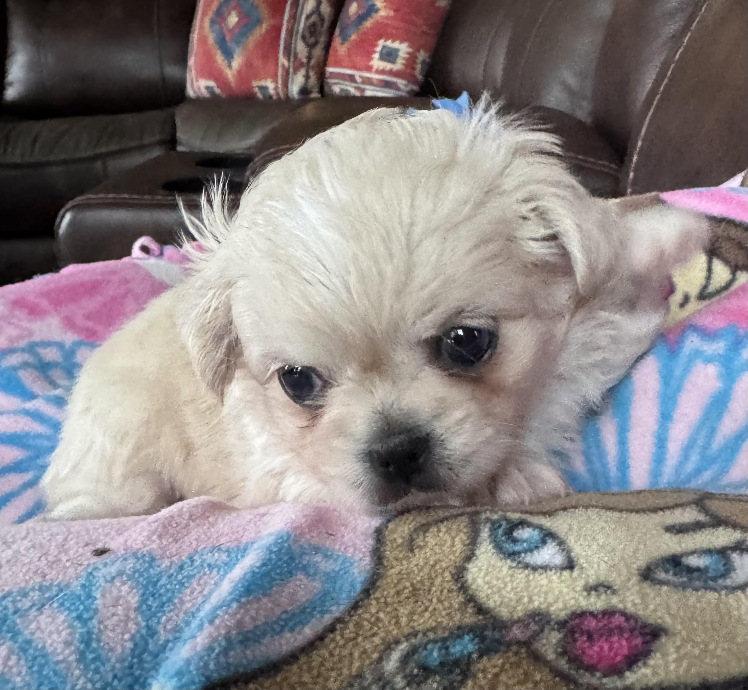 Enlarge Tilly, a ADOPTABLE mixed breed in Glenwood City, WI image 4/4