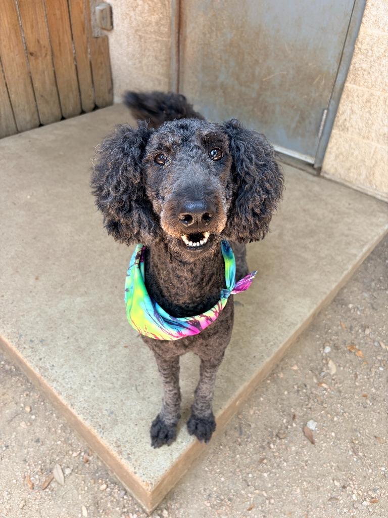 Garnet, Adoptable, Young Female Poodle & Mixed Breed.