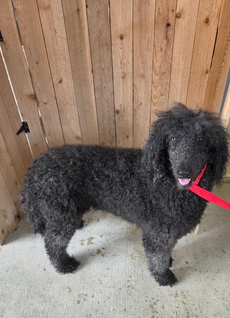 Garnet, Adoptable, Young Female Poodle & Mixed Breed.