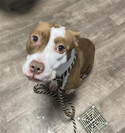 Enlarge EVE, a Adoptable Pit Bull Terrier in Aurora, IL image 1/1