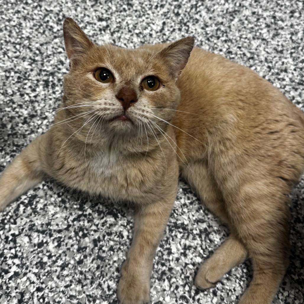 Saber, a Adoptable Domestic Short Hair in Brookfield, WI image 1/6