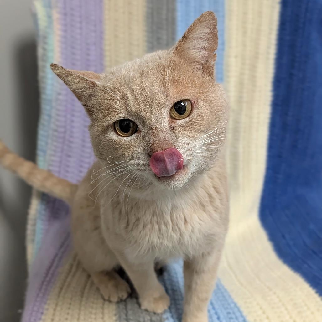 Saber, a Adoptable Domestic Short Hair in Brookfield, WI image 3/6