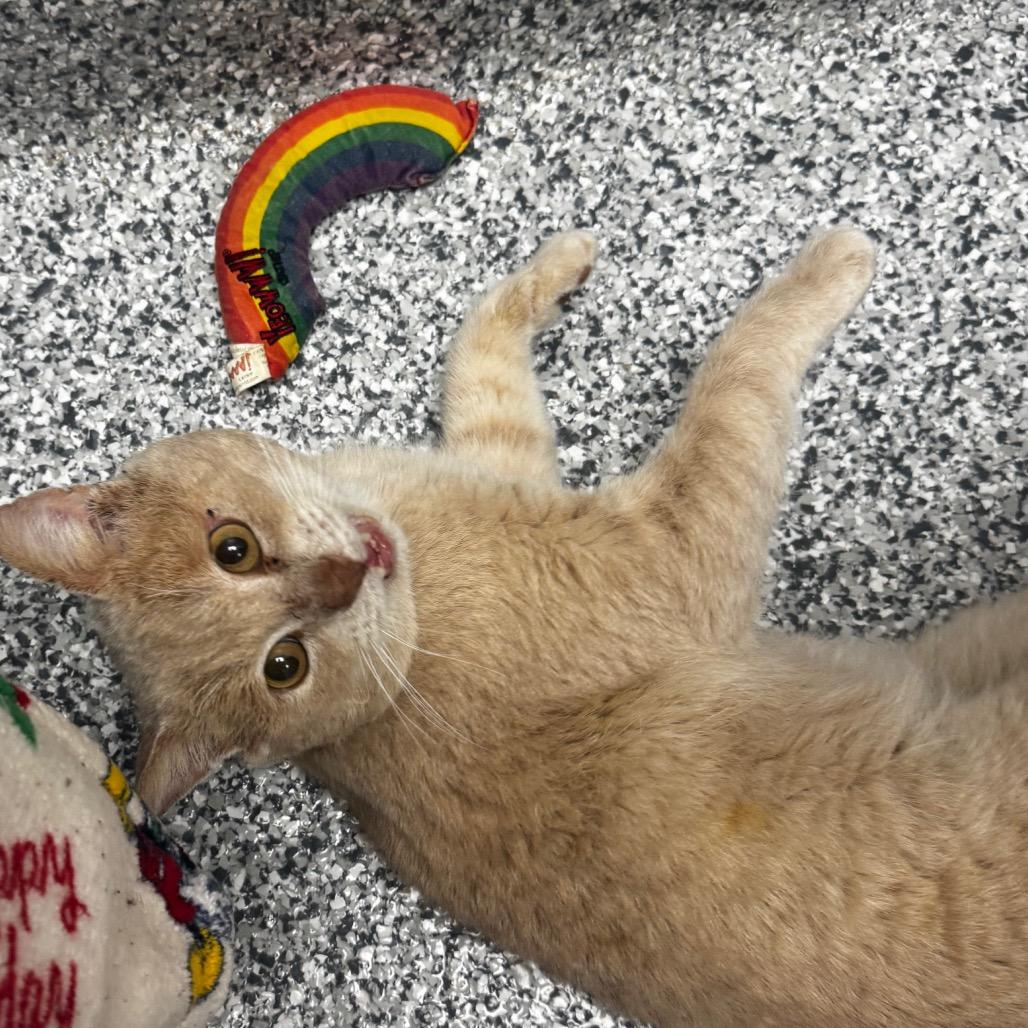 Saber, a Adoptable Domestic Short Hair in Brookfield, WI image 5/6