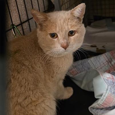 Saber, a Adoptable Domestic Short Hair in Brookfield, WI image 6/6