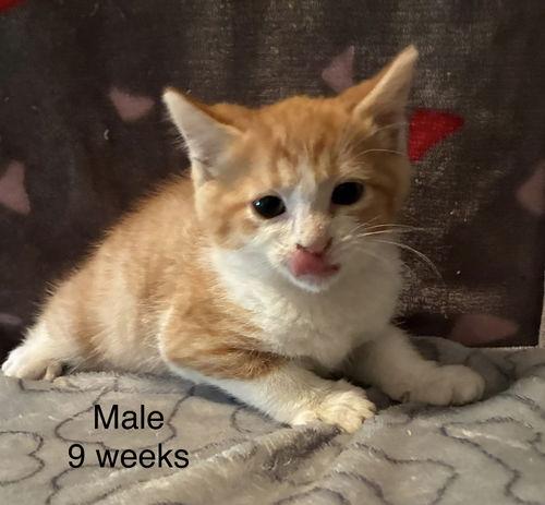 Fred, Adoptable, Kitten Male Domestic Short Hair.