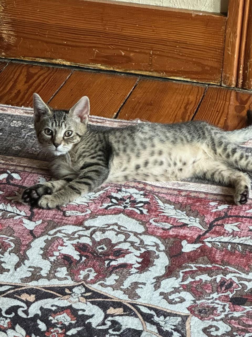 Daisy, Adoptable, Kitten Female Domestic Short Hair.