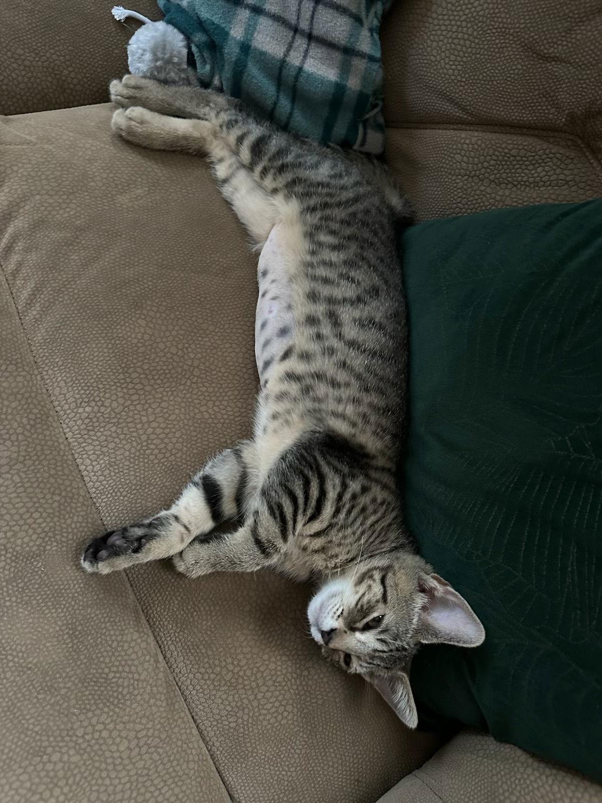 Daisy, a Adoptable Domestic Short Hair in Stewartsville, NJ image 1/3