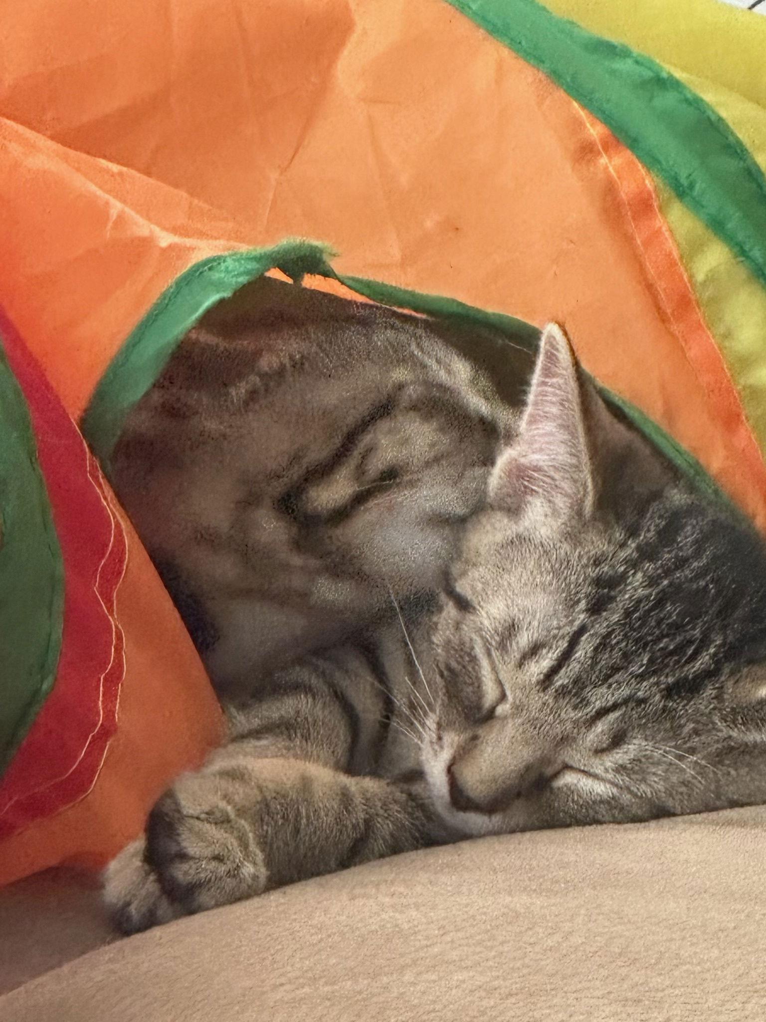 Daisy, a Adoptable Domestic Short Hair in Stewartsville, NJ image 3/3