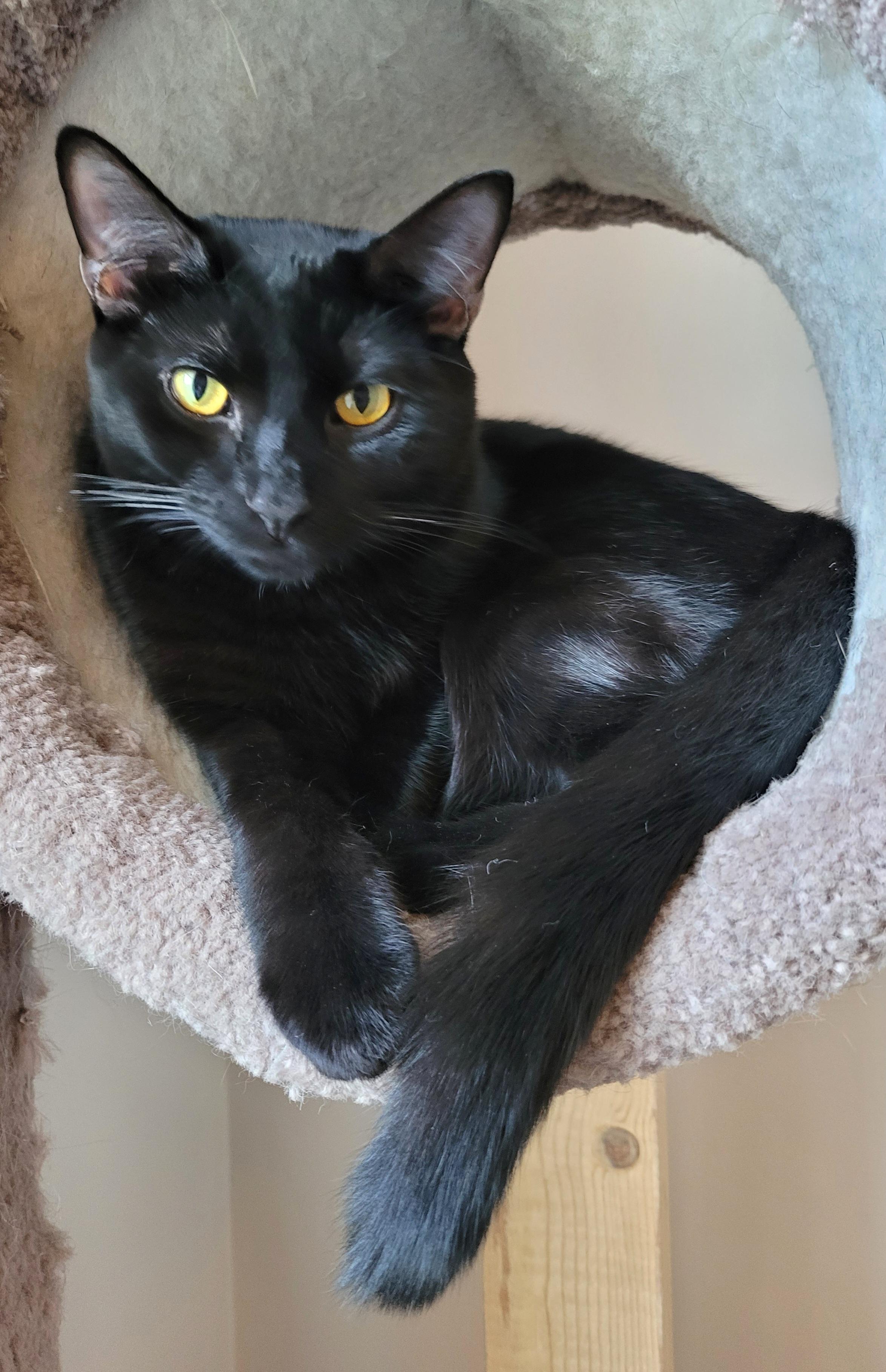 Enlarge Disco, a Adoptable Domestic Short Hair in Murfreesboro, TN image 1/5