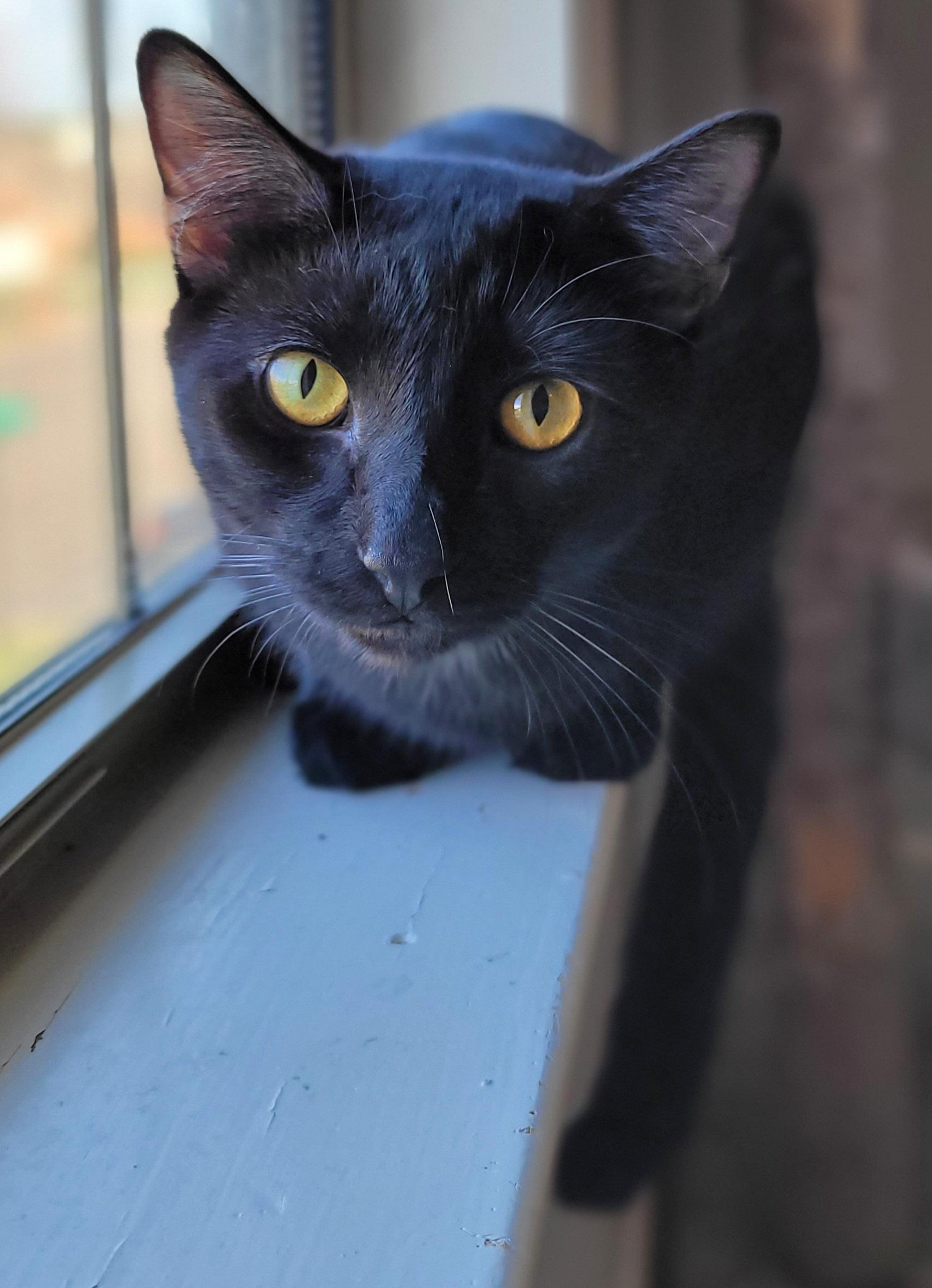 Enlarge Disco, a Adoptable Domestic Short Hair in Murfreesboro, TN image 4/5