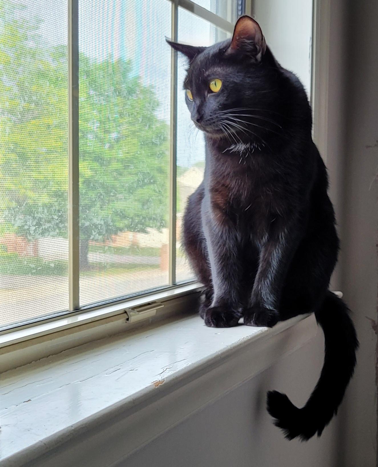 Enlarge Disco, a Adoptable Domestic Short Hair in Murfreesboro, TN image 3/5
