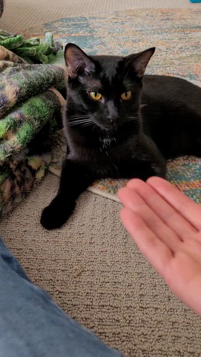 Enlarge Disco, a Adoptable Domestic Short Hair in Murfreesboro, TN video 5/5