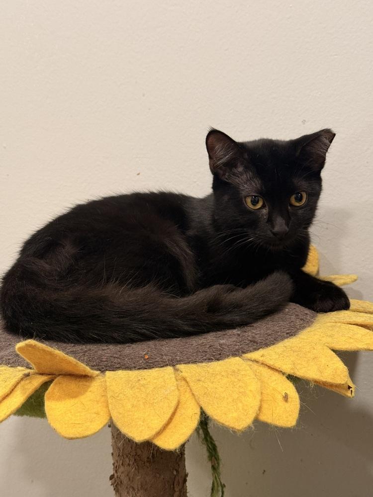 Luna, Adoptable, Kitten Female Domestic Short Hair.