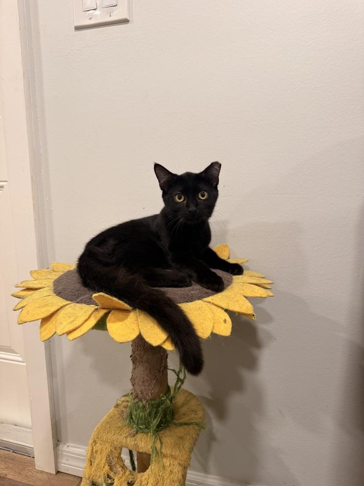 Enlarge Luna, a Adoptable Domestic Short Hair in Ruskin, FL image 2/2