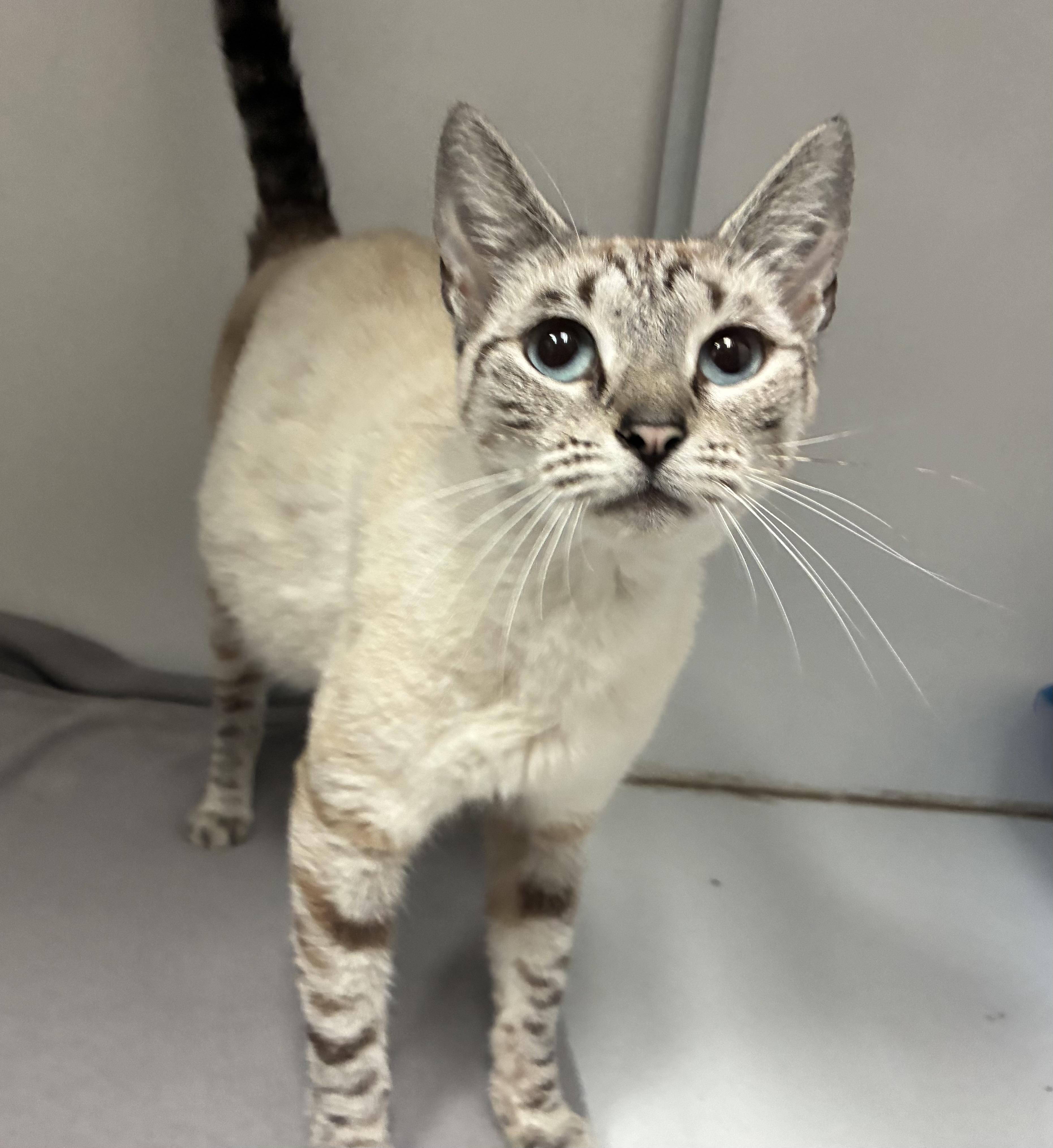 Enlarge Gypsy, a Adopted Domestic Short Hair in Breinigsville, PA image 2/2