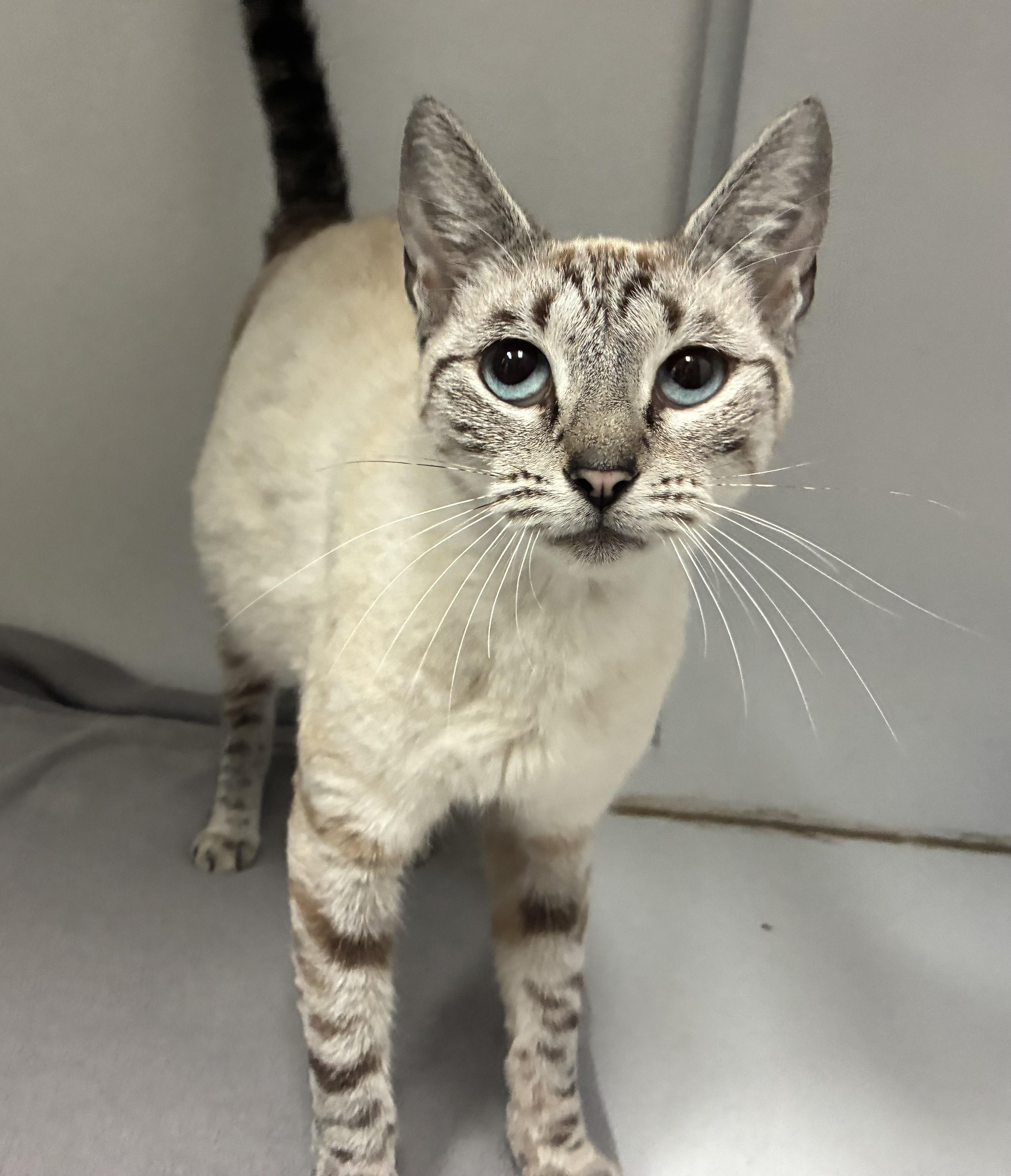 Enlarge Gypsy, a Adopted Domestic Short Hair in Breinigsville, PA image 1/2