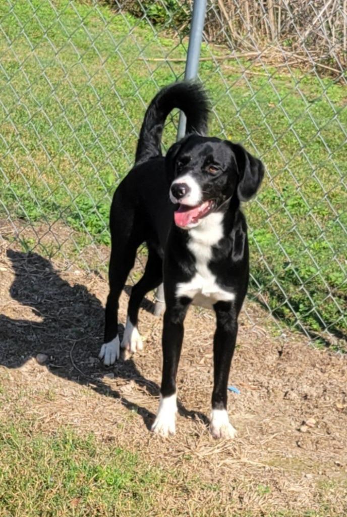 Enlarge Kevin, a Adoptable mixed breed in Hammond, LA image 1/1