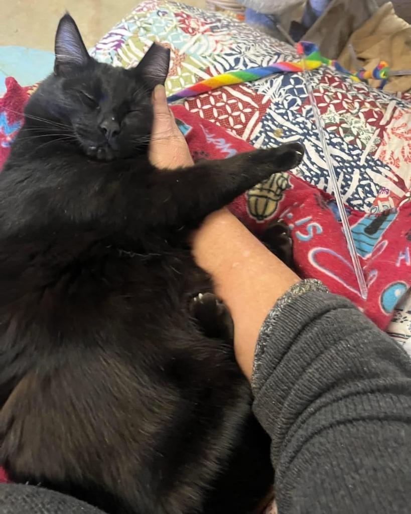 Churu, Adoptable, Adult Male Domestic Short Hair.