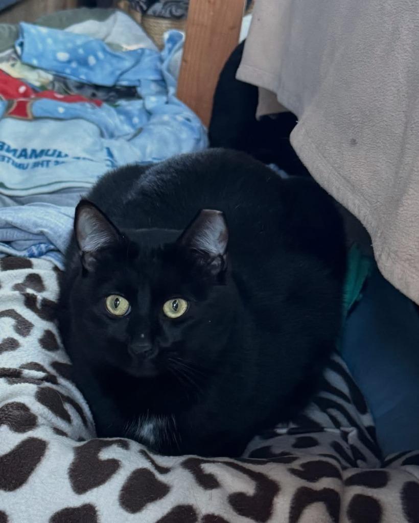 Churu, Adoptable, Adult Male Domestic Short Hair.