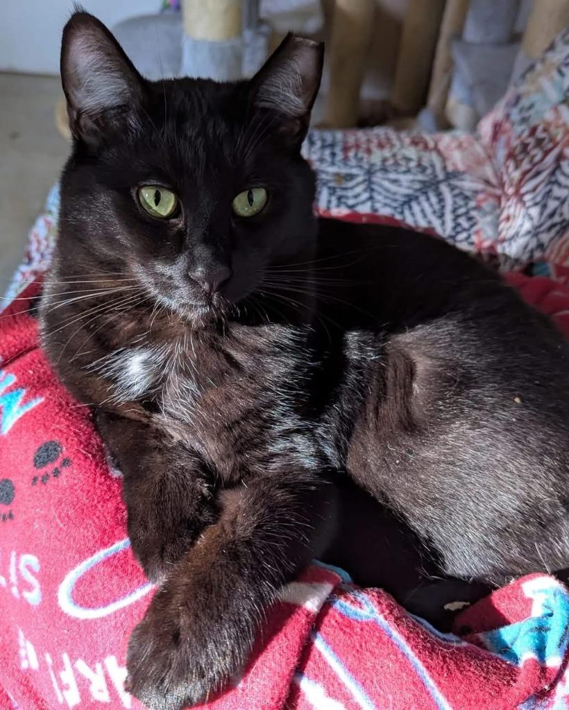 Enlarge Churu, a Adoptable mixed breed in Napa, CA image 2/3