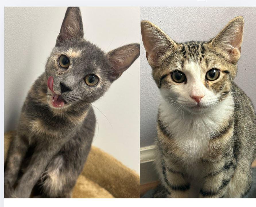 Caru and Nova, ADOPTABLE, Young Male Domestic Short Hair.