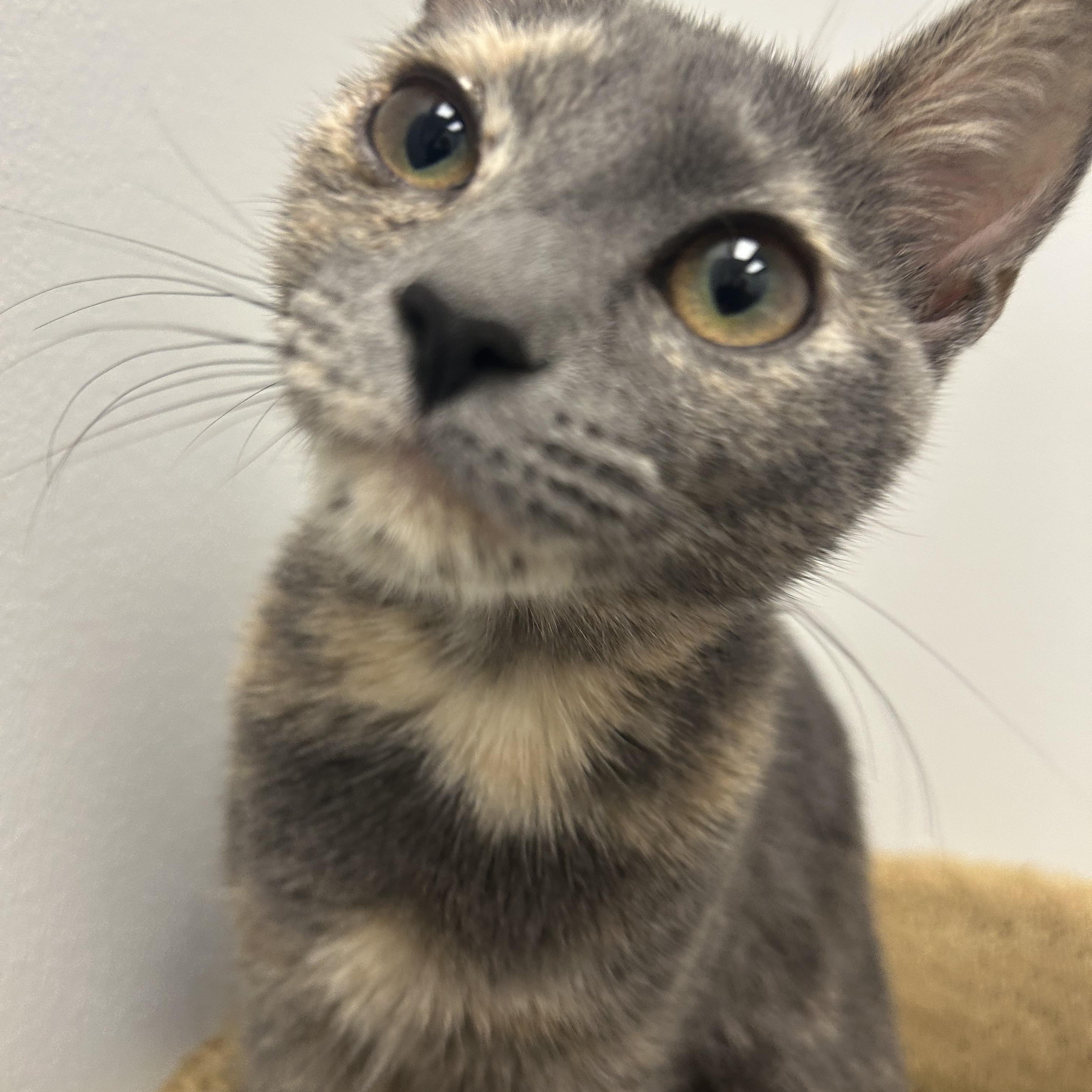 Enlarge Caru and Nova, a ADOPTABLE Domestic Short Hair in Fairfax, VA image 3/6