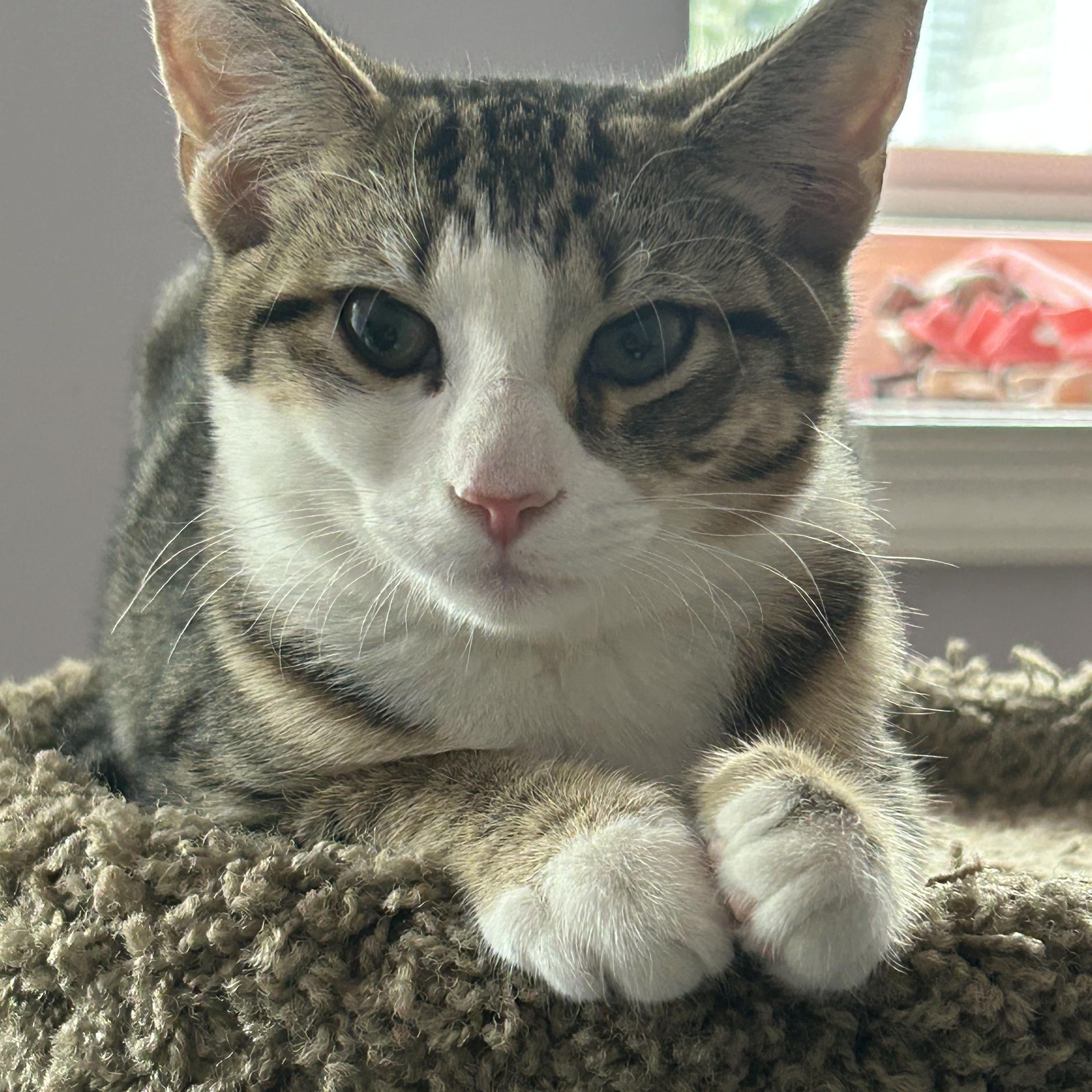 Enlarge Caru and Nova, a ADOPTABLE Domestic Short Hair in Fairfax, VA image 4/6