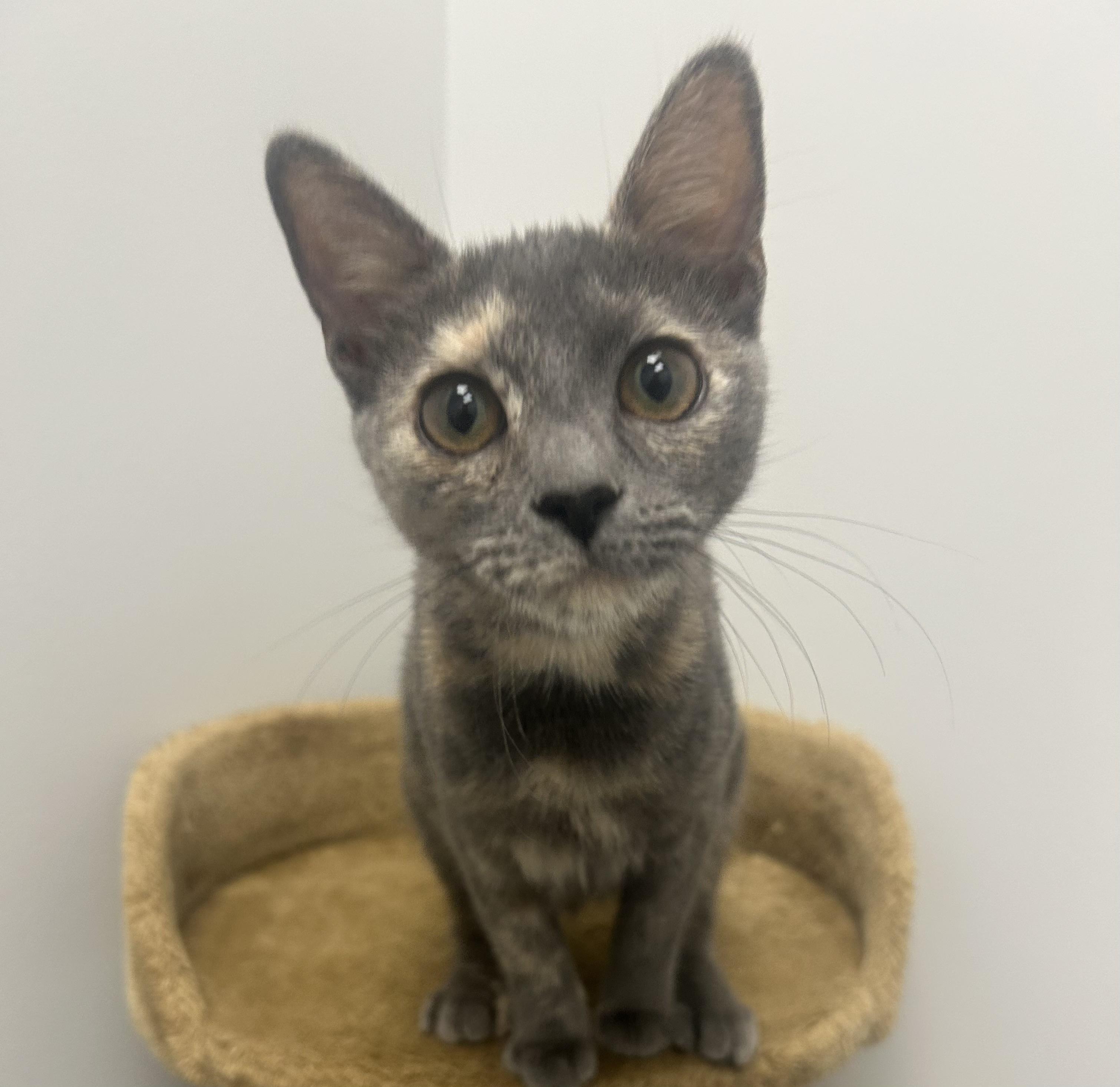 Enlarge Caru and Nova, a ADOPTABLE Domestic Short Hair in Fairfax, VA image 5/6