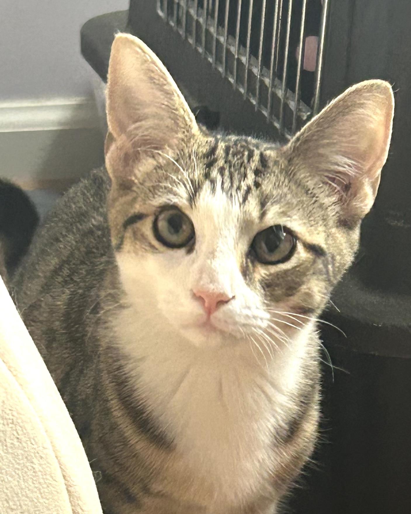 Enlarge Caru and Nova, a ADOPTABLE Domestic Short Hair in Fairfax, VA image 2/6