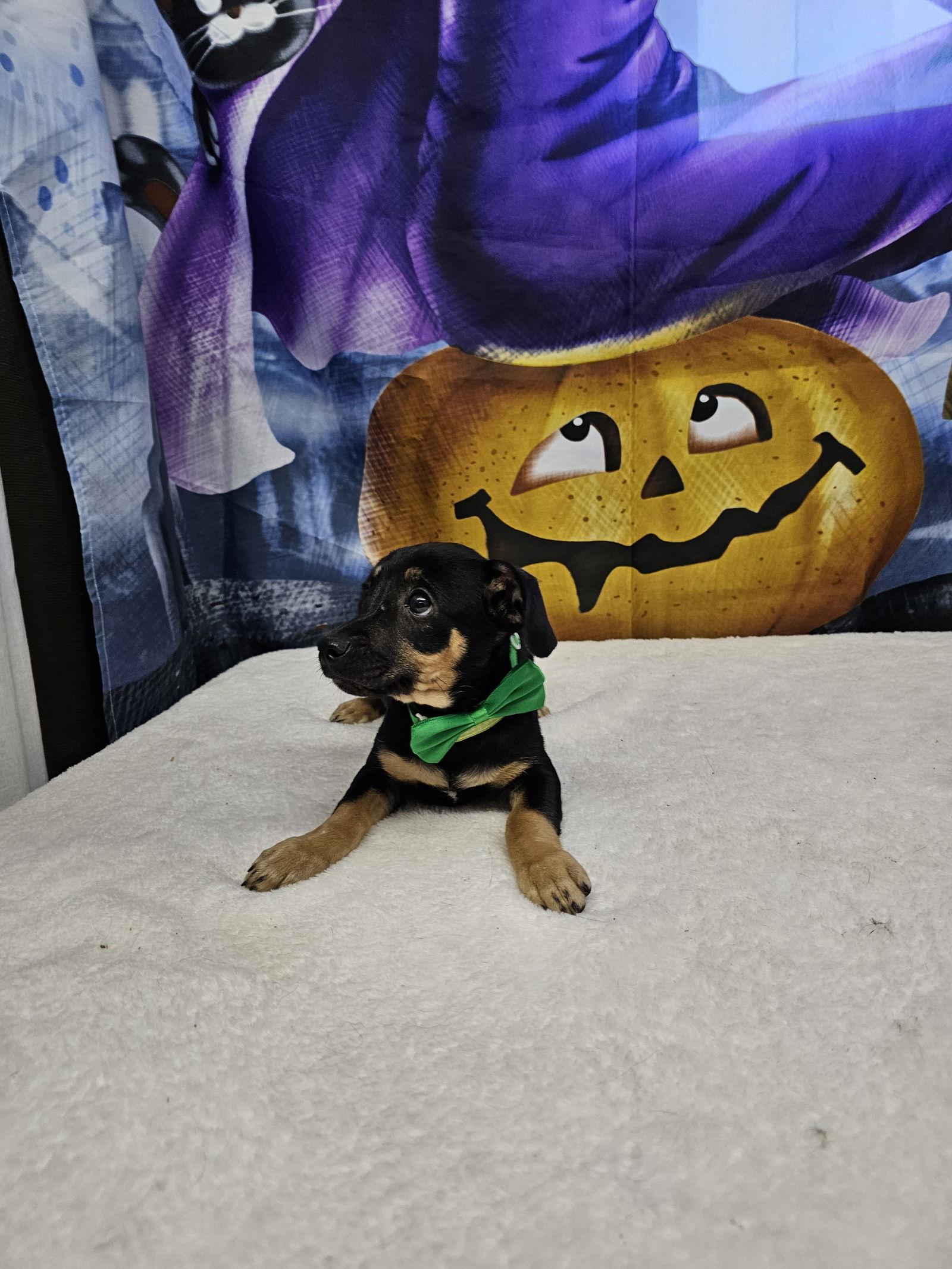 Driver, Adoptable, Young Male Dachshund.