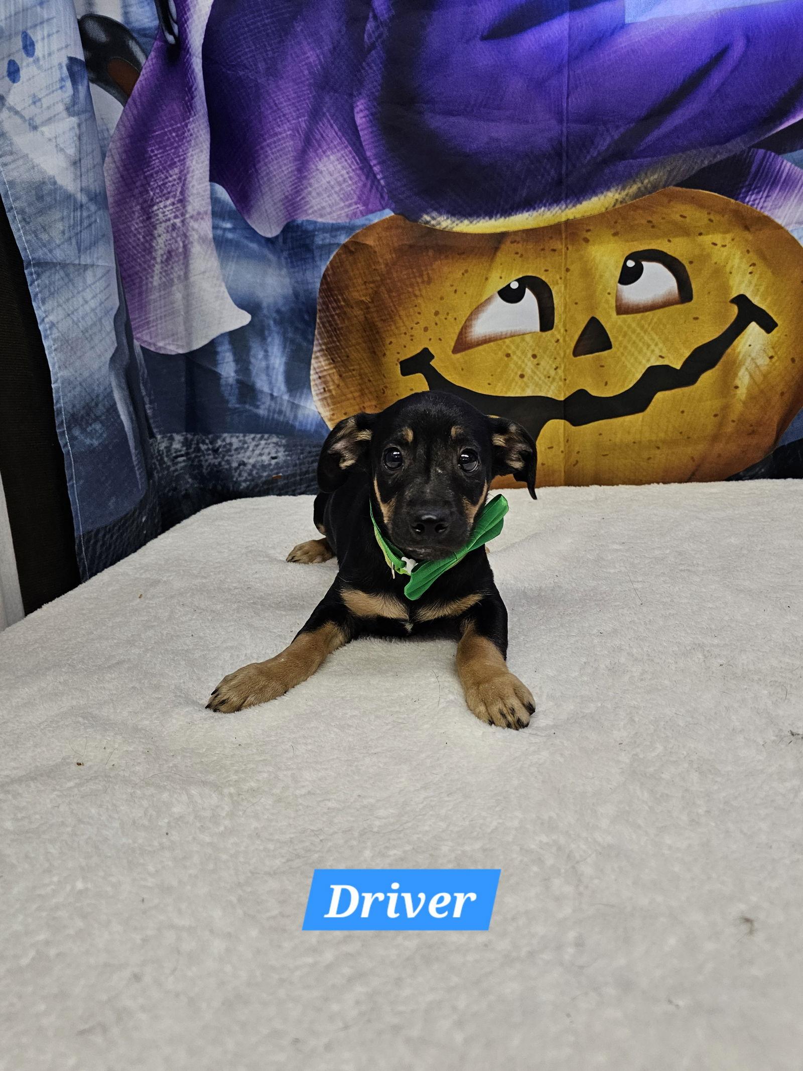 Enlarge Driver, a Adoptable Dachshund in Metairie, LA image 2/2