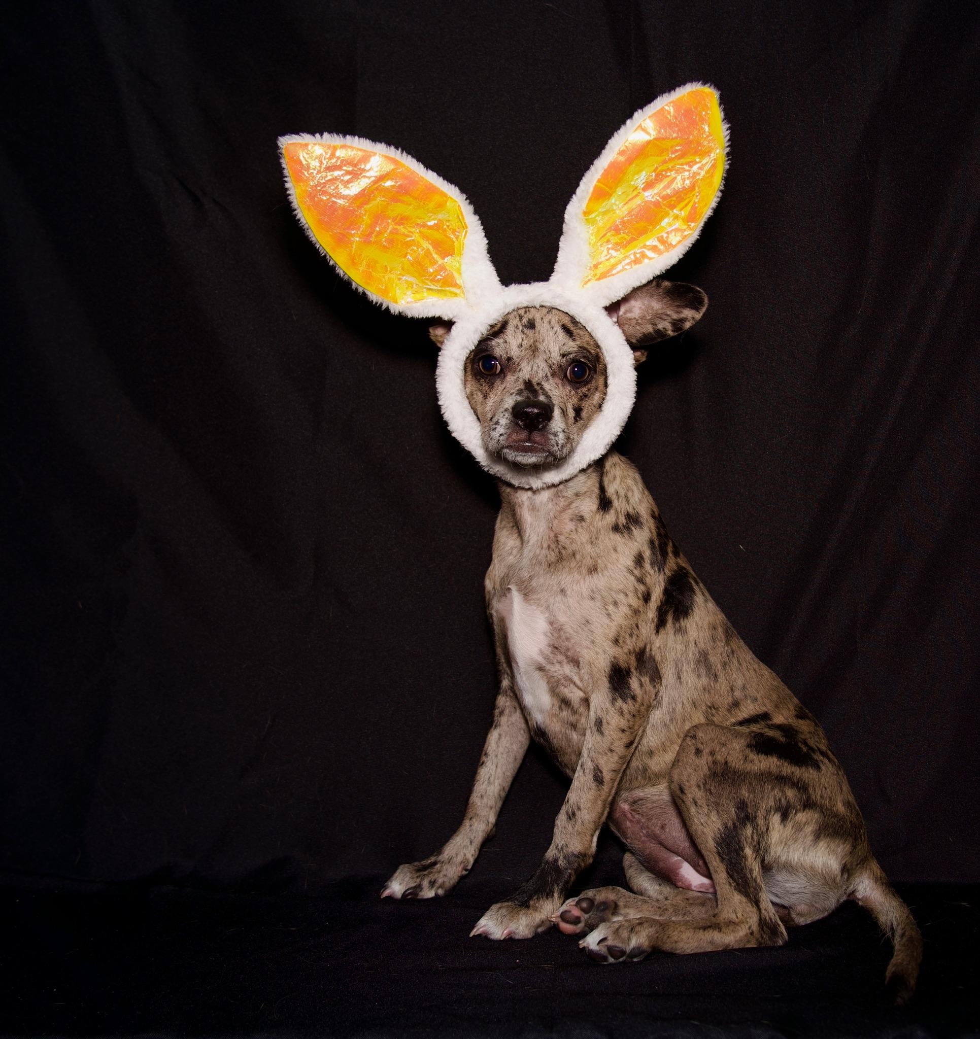 Aries, ADOPTABLE, Puppy Female French Bulldog.