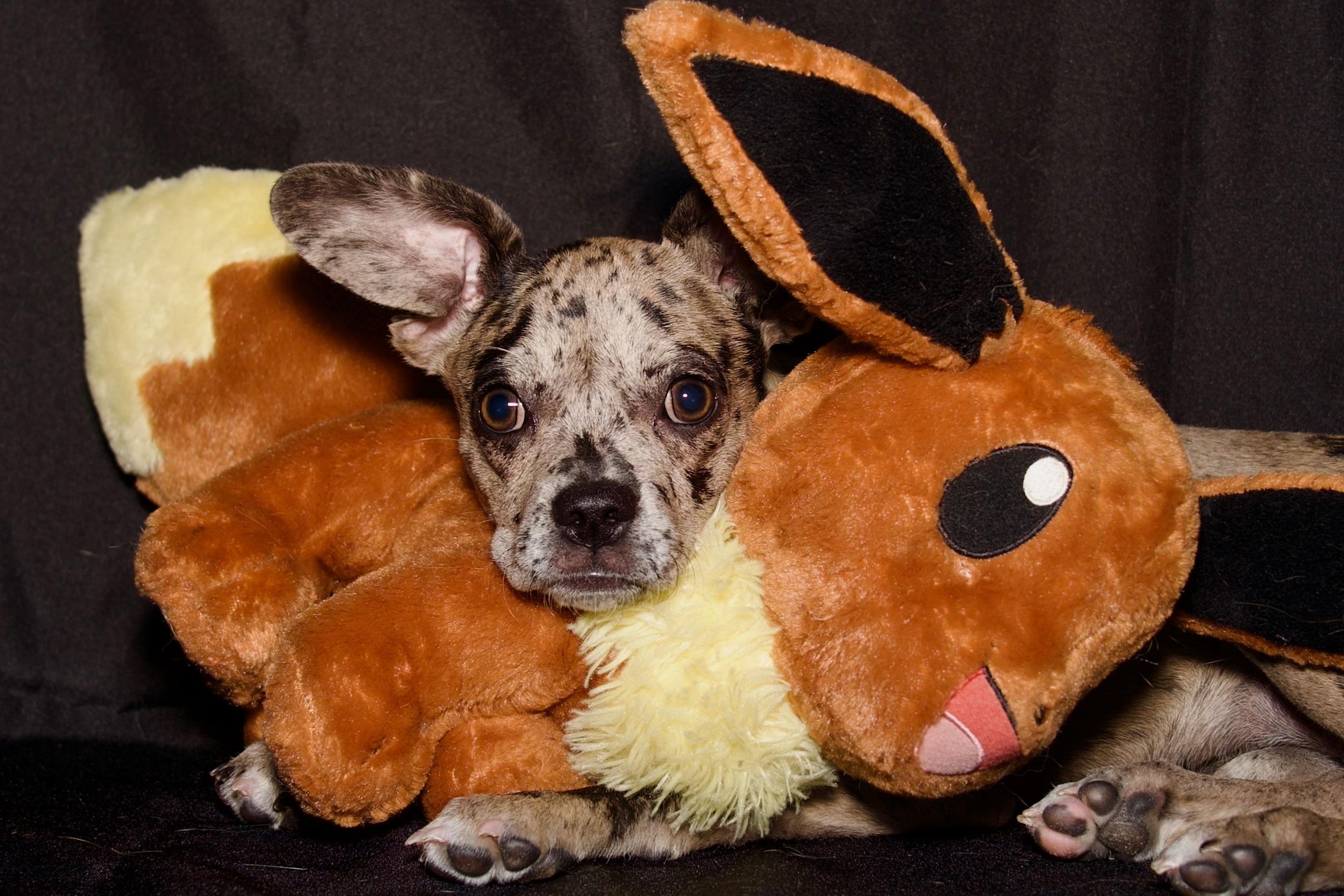 Aries, ADOPTABLE, Puppy Female French Bulldog.