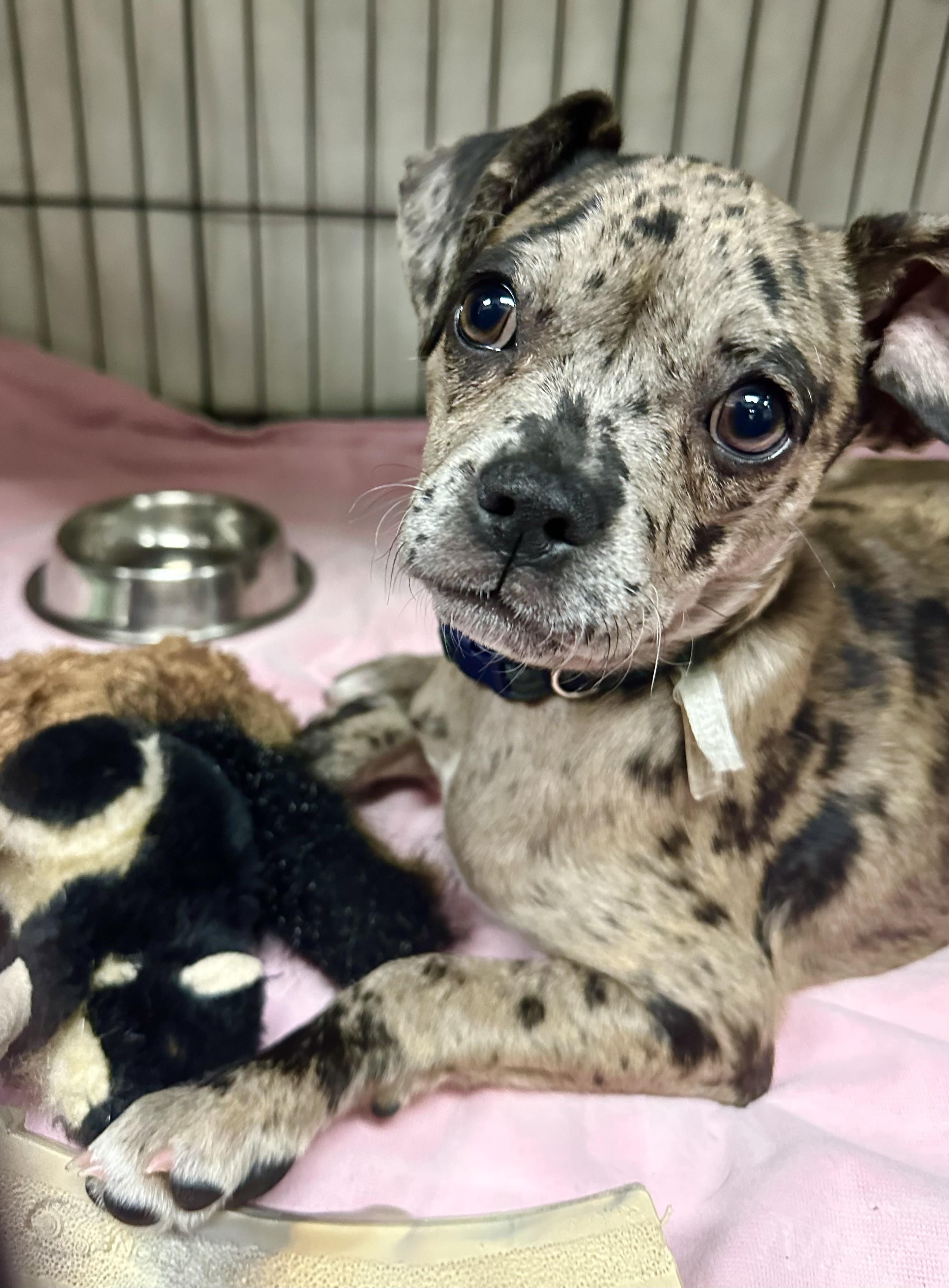 Enlarge Aries, a ADOPTABLE French Bulldog in Riverside, CA image 3/5