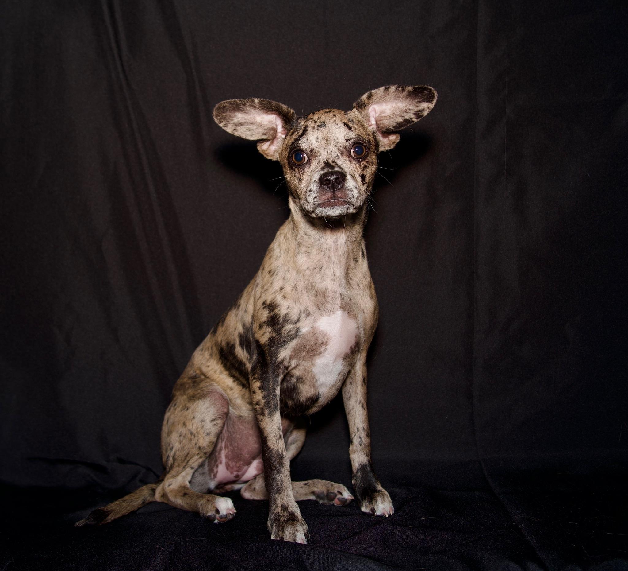 Enlarge Aries, a ADOPTABLE French Bulldog in Riverside, CA image 5/5