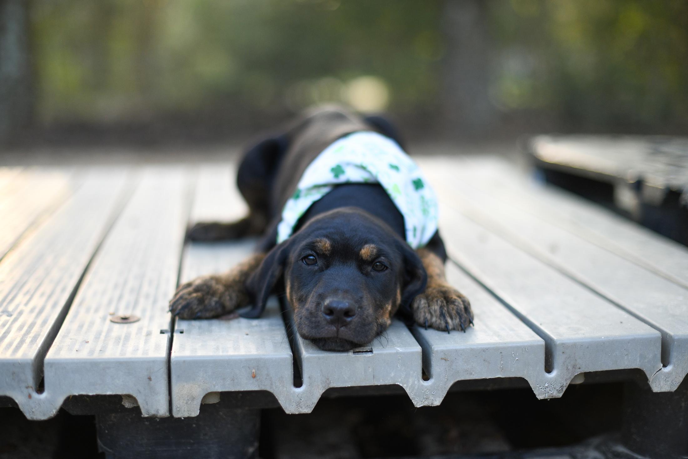 Enlarge Primo , a Adoptable Mixed Breed in Argyle, NY image 2/6