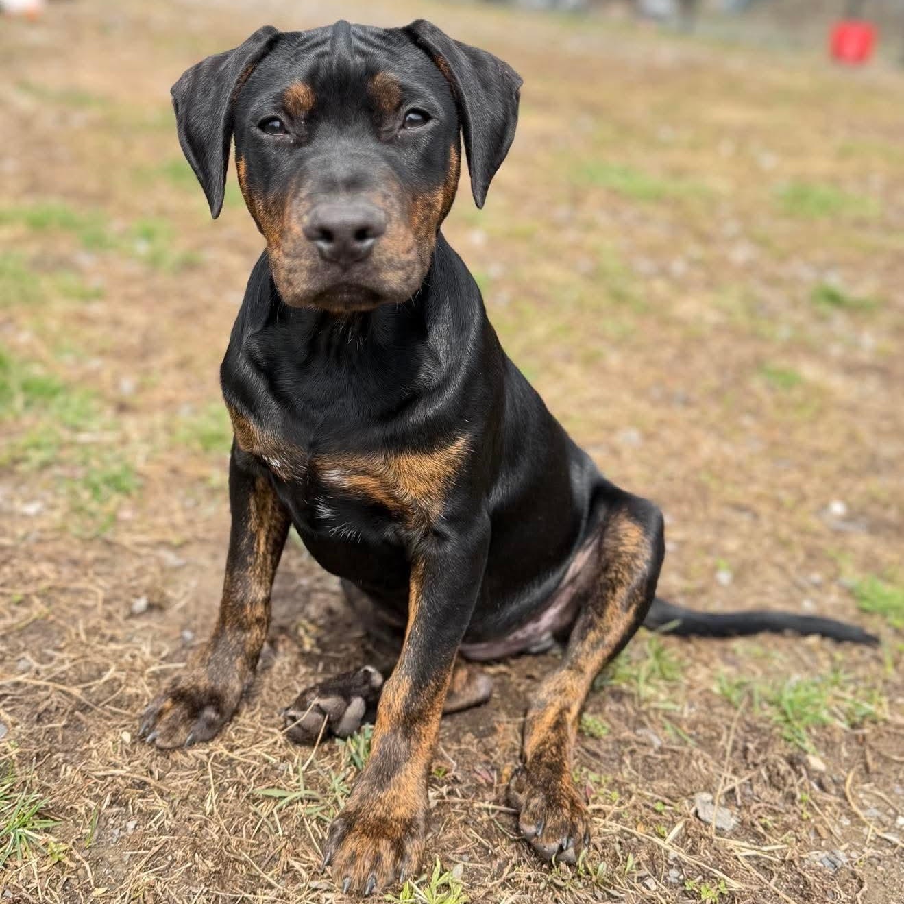 Enlarge Primo , a Adoptable Mixed Breed in Argyle, NY image 1/6